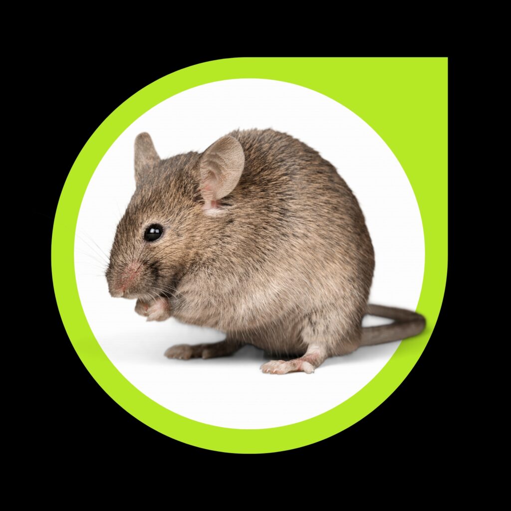 أفضل شركة للتخلص من السمكة الفضية